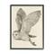 Stupell Industries Flying Barn Owl Wings Detailed Drawing Framed Giclee Art